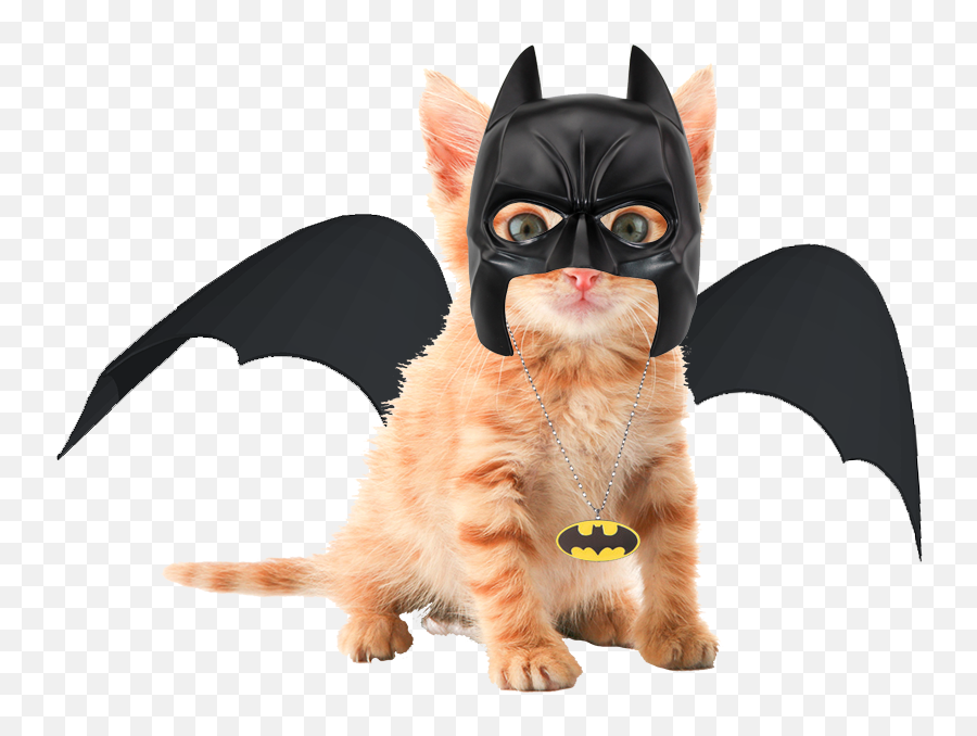 Download Hd Cute Orange Tabby Kittens Transparent Png Image Emoji,Cuteorange Kitty Emoticons