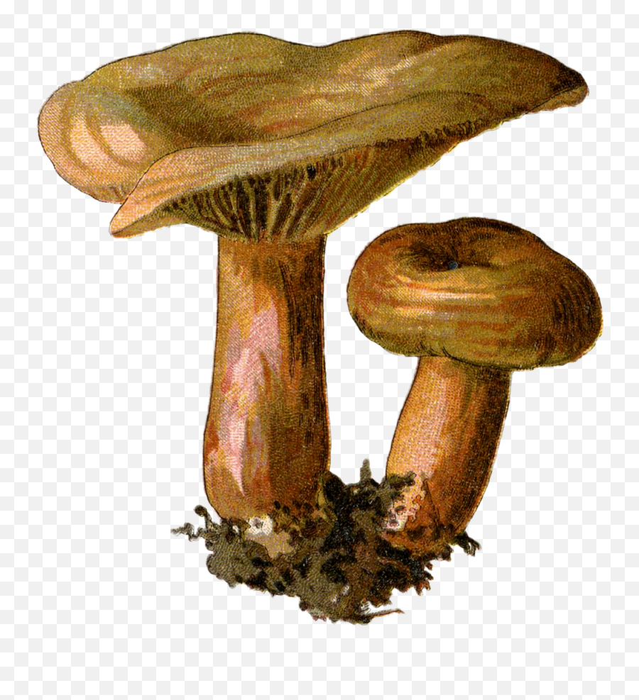 Mushroom Shroom Fungus Fungi Sticker - Cordyceps Mushroom Botanical Illustration Emoji,Shroom Emoji