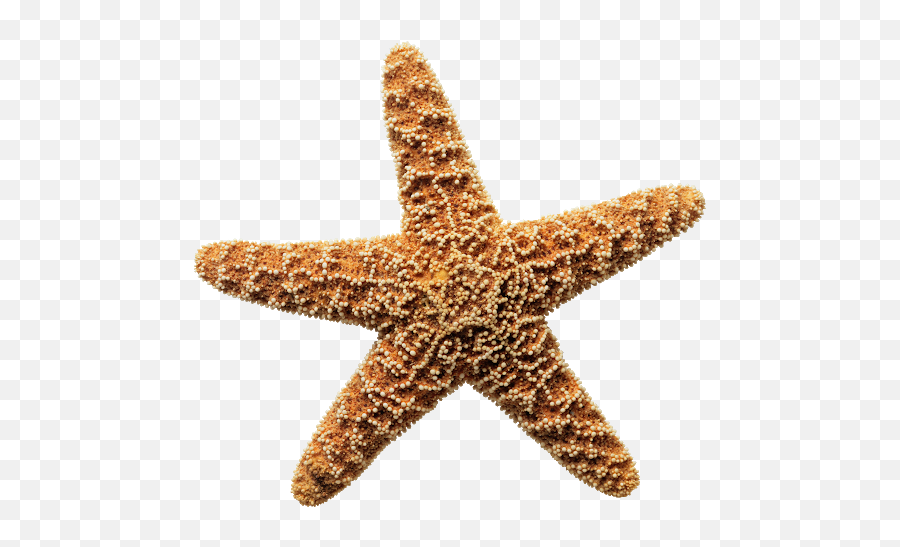 Sea Creatures - Sea Star Png Emoji,Starfish Emoji
