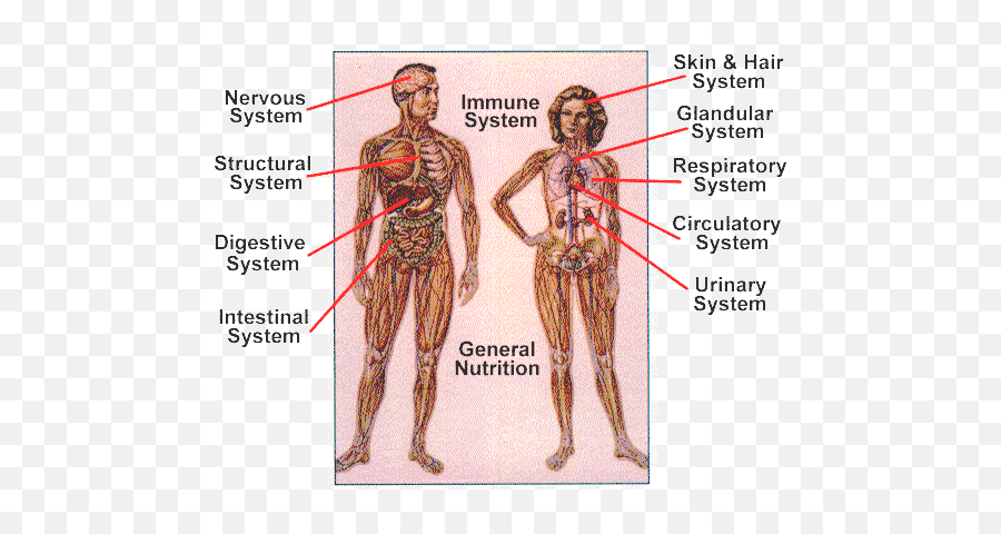 Pin - Other Systems Work With The Nervous System Emoji,Emotions And Our Organs Posters