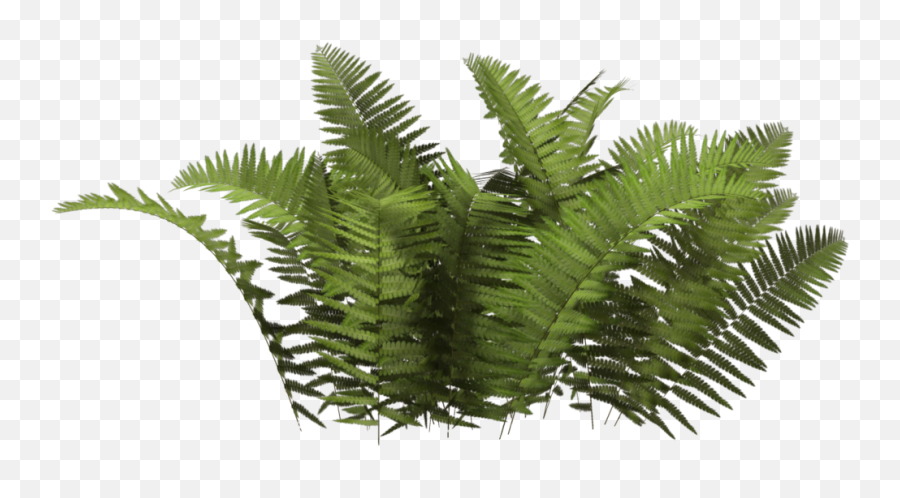 Greenery Fern Ferns Frond Shrubs Sticker By Trace - Bushes Png Emoji,Fern Emoji