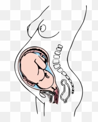 Emotion Art Headgear Png Clipart - Pregnancy Anatomy Png Emoji,Anatomy Of Emotion Art