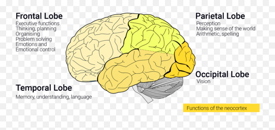 How Neuroscience Inspires Ai Every Person Inherits Some - Brain Emoji,Brain Lobes Emotion Intellect Personality