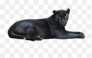 Popular And Trending Panthers Stickers Picsart - Black Panther Emoji,Panthers Emoji
