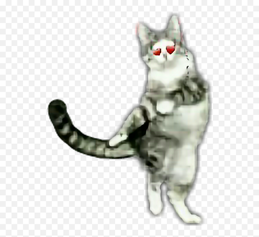 Dance Dancingcat Cat Sticker - Soft Emoji,Dancing Cat Emoji