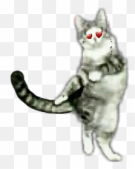 Dance Dancingcat Cat Sticker - Soft Emoji,Dancing Cat Emoji
