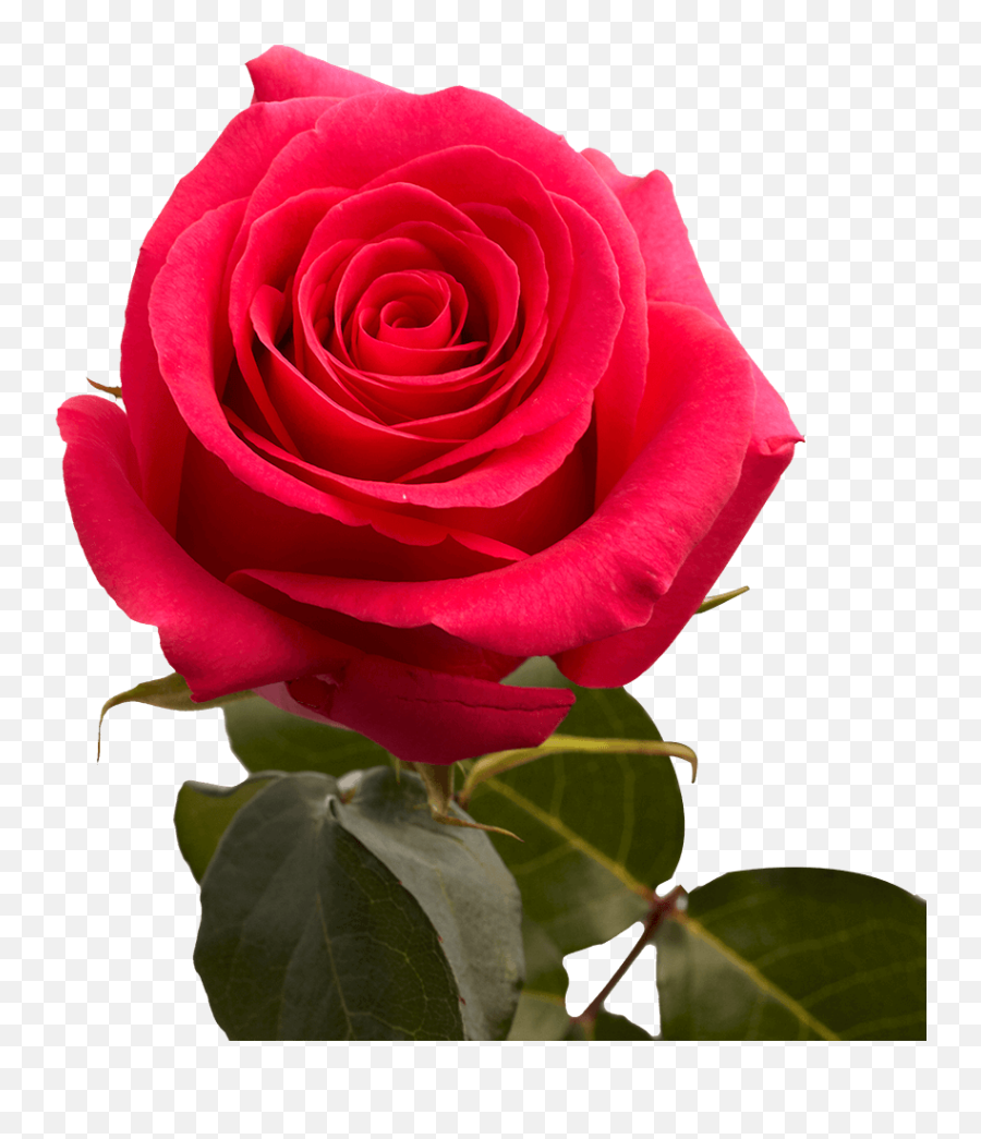 Choose Your Quantity And Color Of Roses Globalrose Emoji,Shopping Cart Flower Emojis