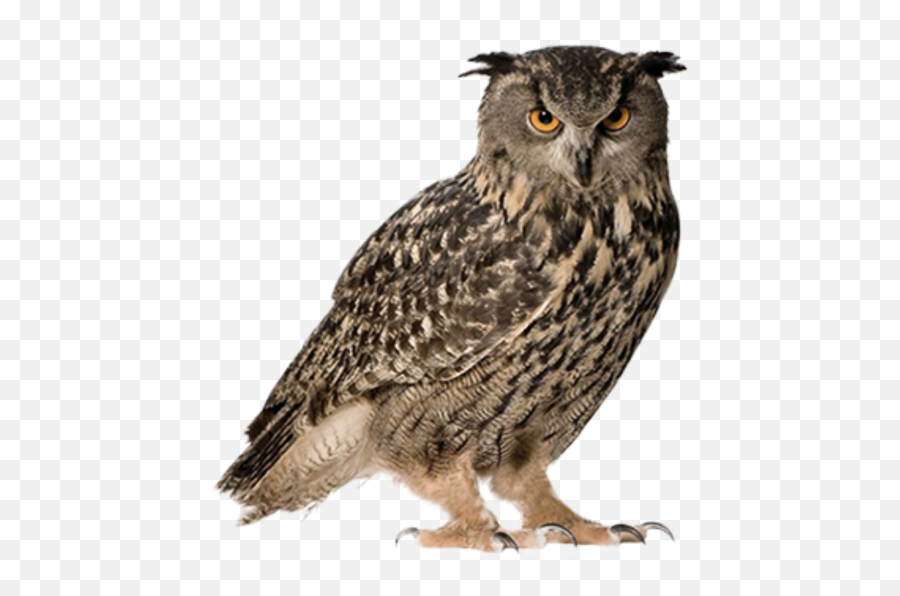 Lion Png Transparent Image User Shital1801 0 41 Circle - Owl Images Hd Png Emoji,Screech Emoji