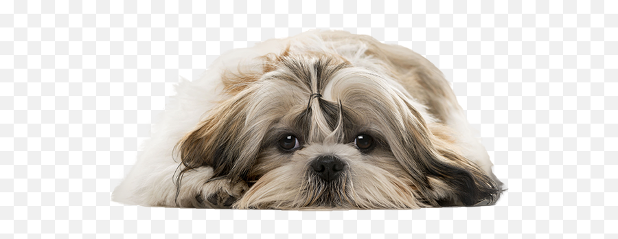 Everytime My Dog Gets Hurt I Cry The Thought Of Her Dying - Transparent Transparent Background Shih Tzu Png Emoji,Dogs Pick Up On Our Emotions