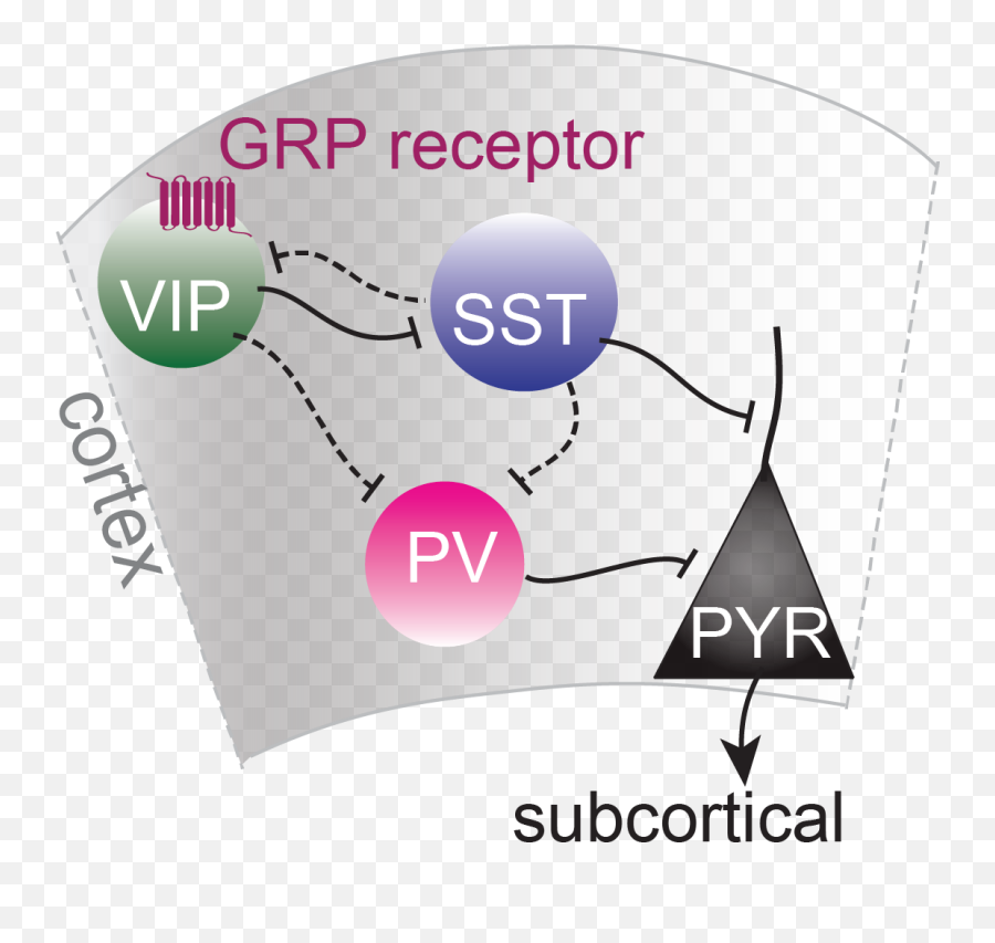 Uncovering The Neural Basis Of Fear Memories Sainsbury - Vertical Emoji,Ledoux Emotions
