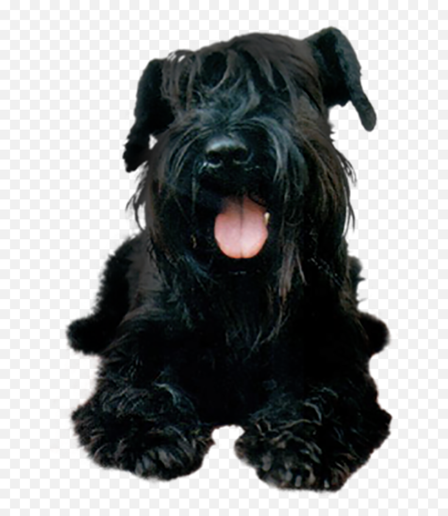 Black Puppy Dog Images Free For Commercial Use High - Black Dog Png Transparent Background Emoji,Gismo Emoticon