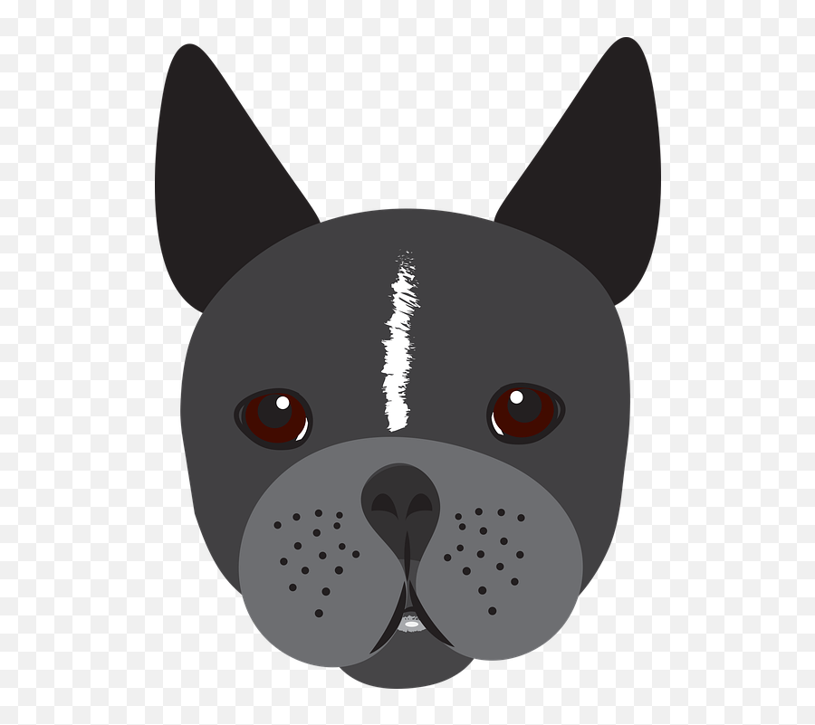 Free Photo Boston Canine Terrier Puppy - Gwanghwamun Gate Emoji,Emotions Do Zap Animais