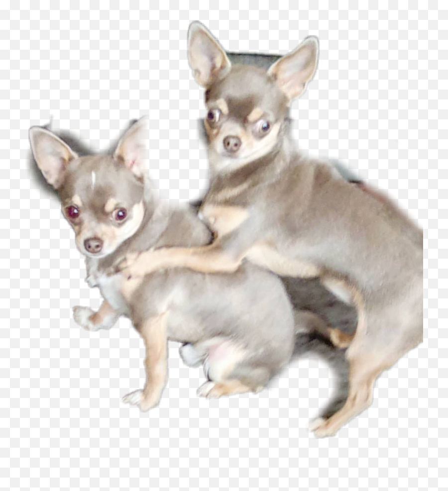 The Most Edited Instadog Picsart - Vulnerable Native Breeds Emoji,Chihuahua Black Tan Emoji Sticker