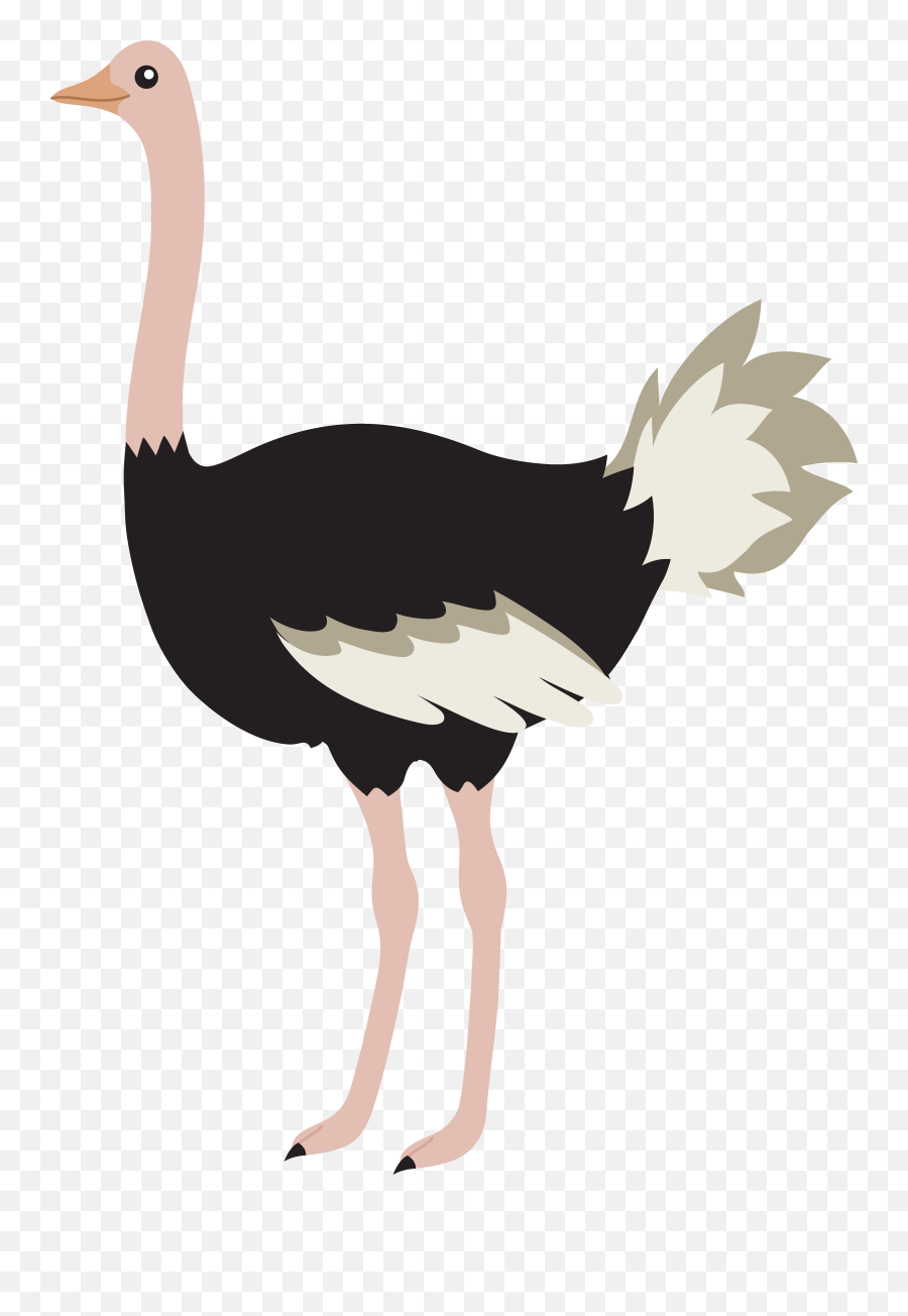 Ostrich Png Free Image Download Emu - Ostrich Clipart Png Emoji,Ostrich In Sand Emoticons