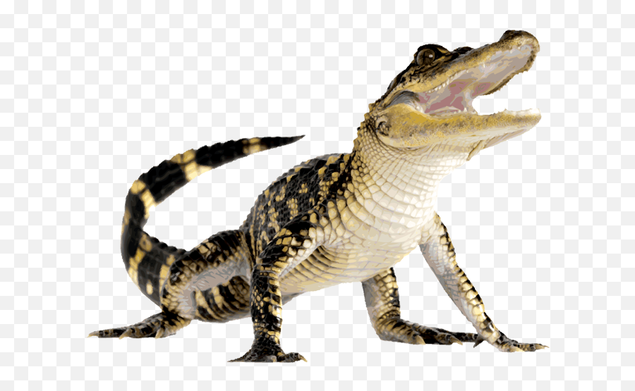 Crocodiles American Alligator Computer Icons - Crocodile Png Emoji,Lligator Emoji