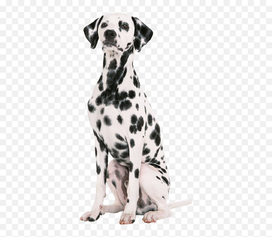 Dalmatiner - Dalmatien Png Emoji,Dalmatian Emoji