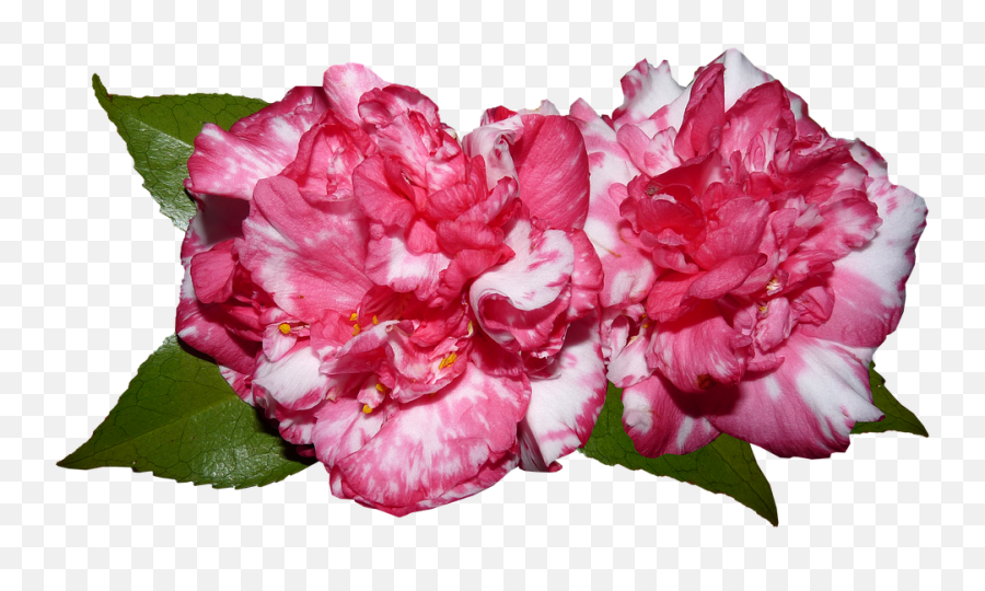 Free Photo Nature Garden Cut Out Camellia Flowers Spring - Peony Emoji,Pink Emotion Kayak