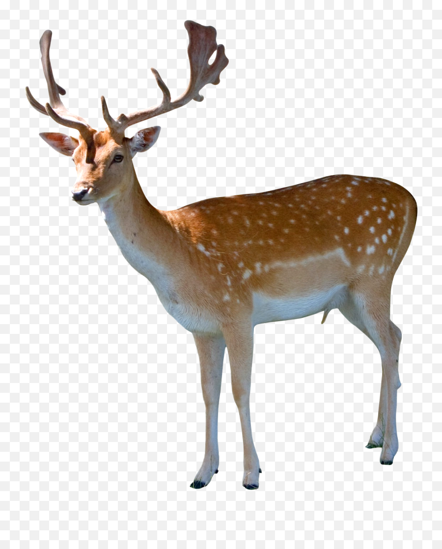 Deer Sticker By Rebelbutterfly 68 Tjc - Deer Png Emoji,Whitetail Deer Emoji