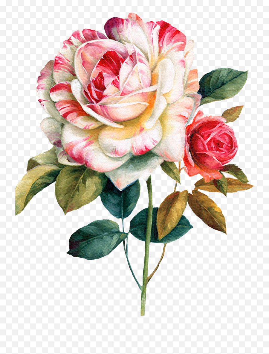 Pink And Red Roses Flower Watercolor Painting Floral Design - Oil Paint Flower Png Emoji,Red Rose Emoji