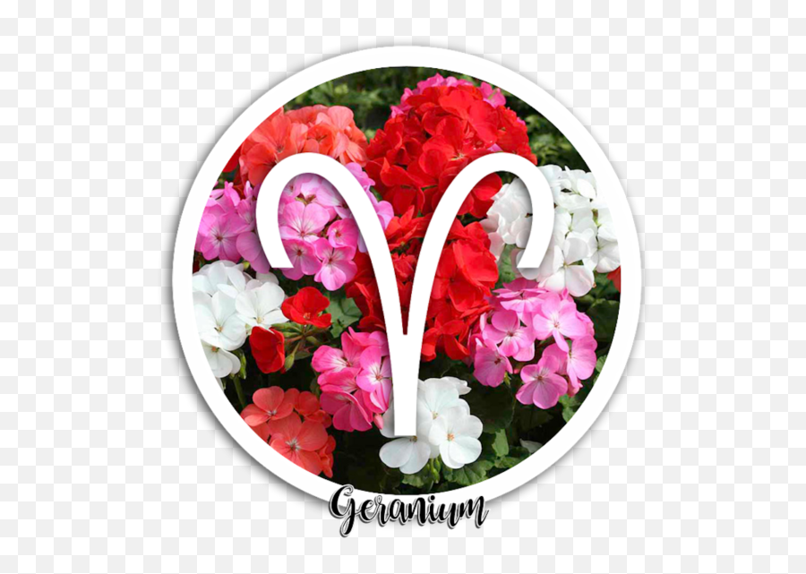 Best Herbal Correspondences To Boost Your Zodiac Sign - Geraniums Emoji,Leo Zodiac Leaving You With Emotions