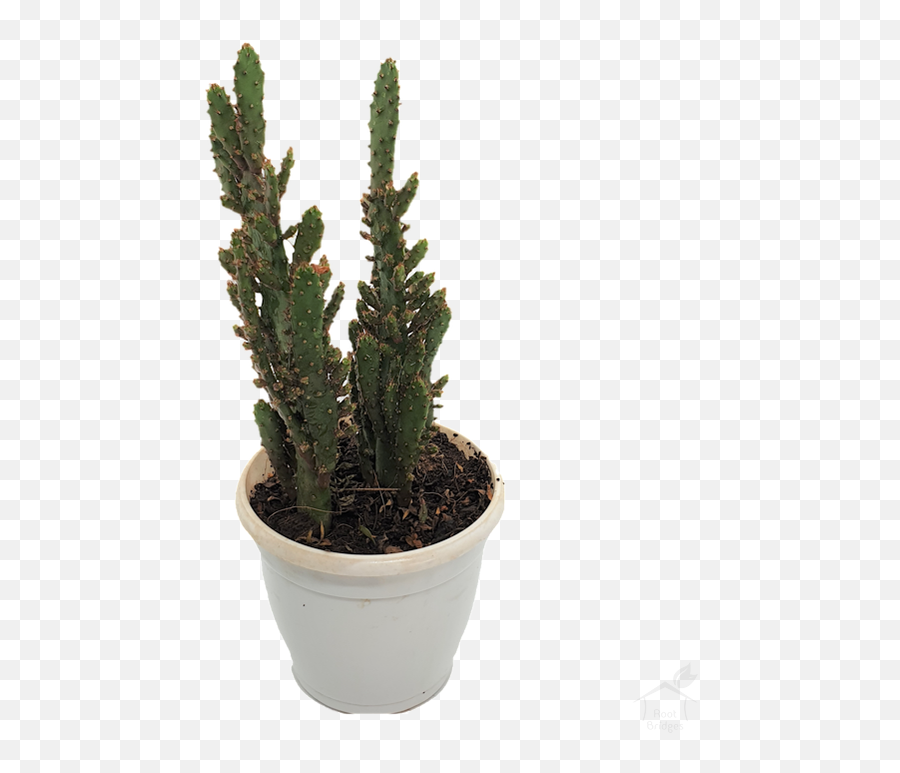 Buy Opuntia Prickly Pear Cactus Online - Cactus Emoji,Prickly Pear Emoticon Meaning