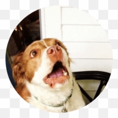 Cute Dog Stickers Whatsapp - Cuteanimals Best Dog Stickers Emoji,Yorkie Emoji