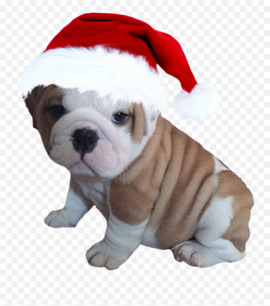 The Most Edited - Puppy Bull Dog Emoji,English Bulldog Emoji