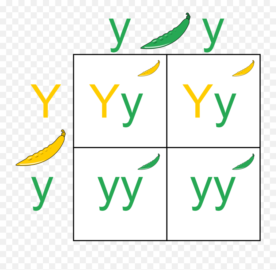 Punnett Squares Examples Diagrams - Mendelian Traits Examples Emoji,Gean Emoji
