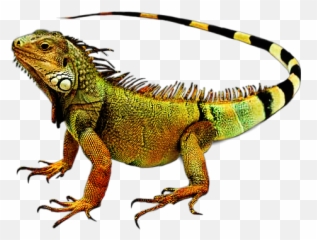 Iguana Lizard Sticker - Transparent Background Iguana Png Emoji,Iguana Emoji
