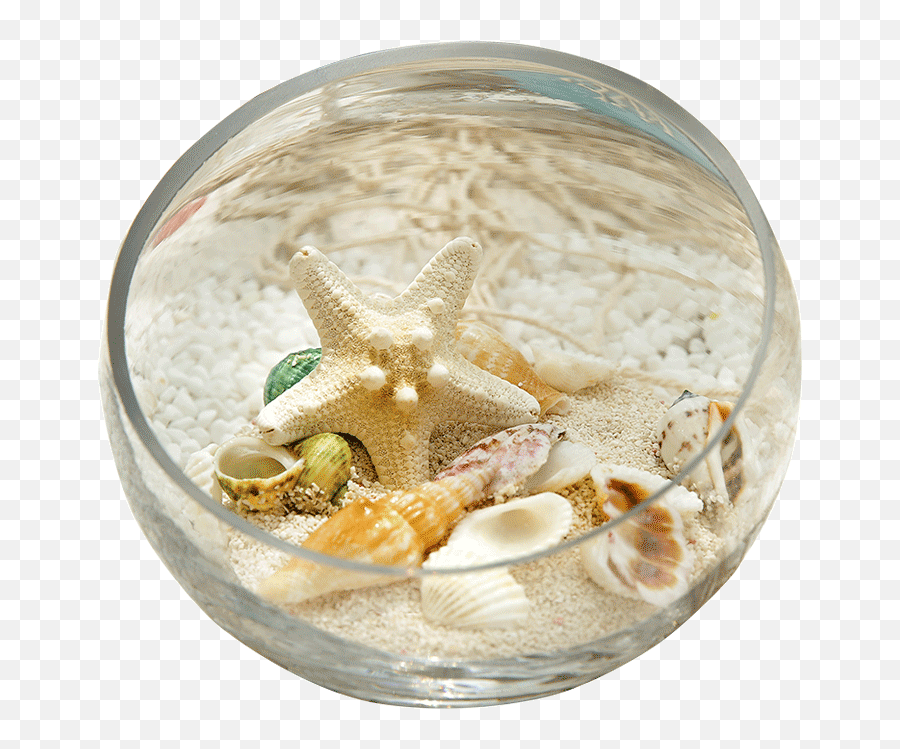 Best Natural White Clam Shell Brands - Paperweight Emoji,Clam Shell Emoji