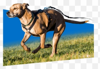 The Online Dog Trainer From Doggy Dan Emoji,Dog Emotion Trigger