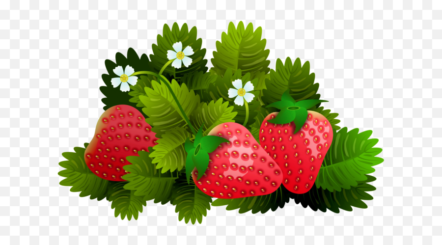 Download Png Bush Of Ripe Strawberries - Free Transparent Png Emoji,Strawberry Emoji