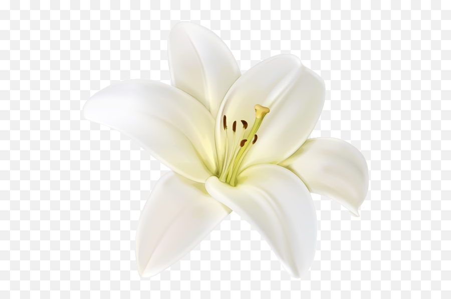 White Lily Png U0026 Free White Lilypng Transparent Images - Transparent Background White Lily Emoji,Lilly Emoji