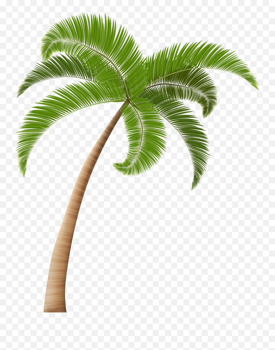 Palm Tree Png Palm Trees Hawaiian - Transparent Background Coconut Tree Png Emoji,Palm Tree Emoji
