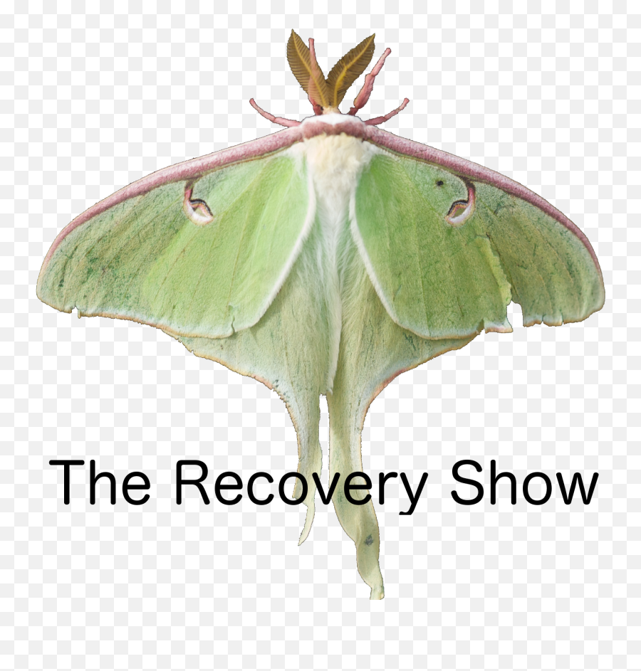 Patience And Tolerance U2013 333 - The Recovery Show Step 5 In Al Anon Emoji,Moth Emoji