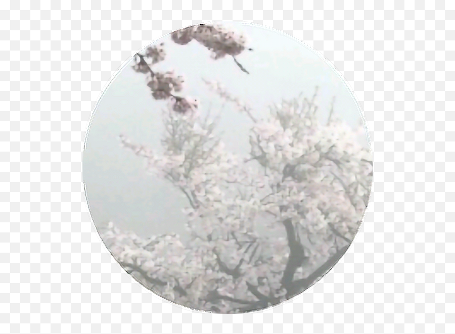 White Grey Tree Plant Sticker By Maddz Egerton - Aesthetic Grey Emoji,Emoticons Cherry Blossom Black And White