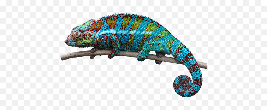 Free Chameleon Lizard Illustrations - Chameleon Png Emoji,Colors Emotions Chameleon Character
