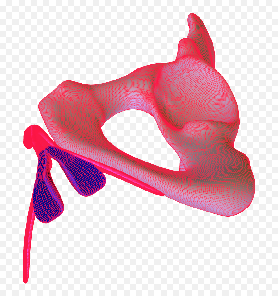 The Clitoris Its Image Pleasure And - Clitoris Images 3d Emoji,Emotions Hurt Picyure