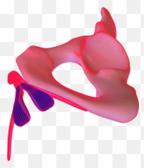 The Clitoris Its Image Pleasure And - Clitoris Images 3d Emoji,Emotions Hurt Picyure