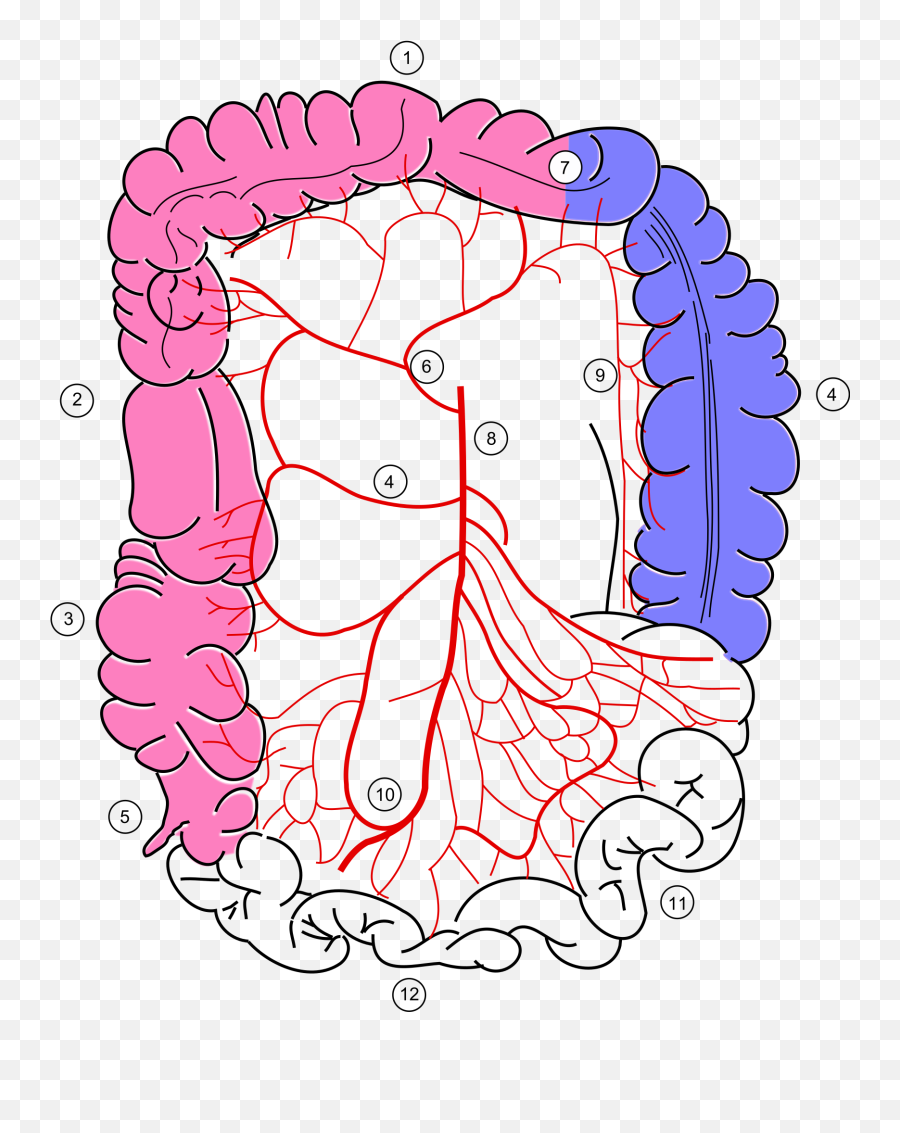 Colic Definition Wikipedia - Arteria Marginal De Drummond Emoji,Mucocele Emoji Colic Definition Wikipedia - Arteria Marginal De Drummond Emoji,Mucocele Emoji