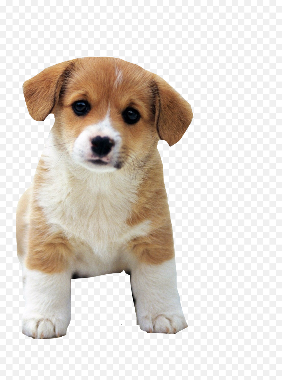 The Most Edited Retriever Picsart - Cute Dog Png Emoji,Mini Schnauzer Emojis