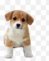 The Most Edited Retriever Picsart - Cute Dog Png Emoji,Mini Schnauzer Emojis