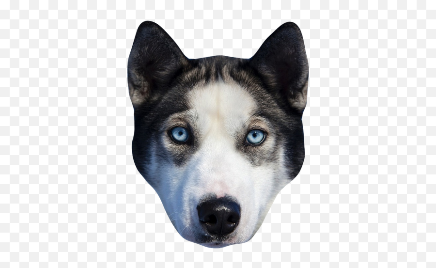 Dogs - Dog Stickers Messages By Alexander Bichurin Blue Husky Eyes Emoji,Pet Emoji Psd