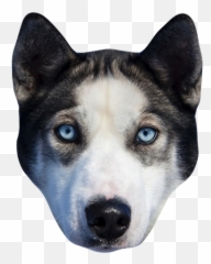 Dogs - Dog Stickers Messages By Alexander Bichurin Blue Husky Eyes Emoji,Pet Emoji Psd