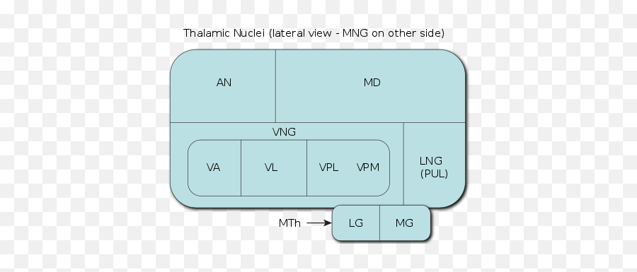 Thalamus - Dot Emoji,Medial Dorsal Nucleus Thalamus Memory Emotion Step 1