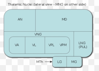 Thalamus - Dot Emoji,Medial Dorsal Nucleus Thalamus Memory Emotion Step 1