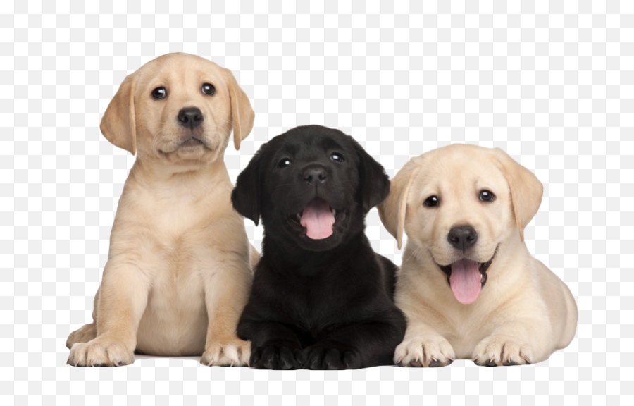 Puppy Png Emoji,Labrador Retriever Happy Birthday Emoticon