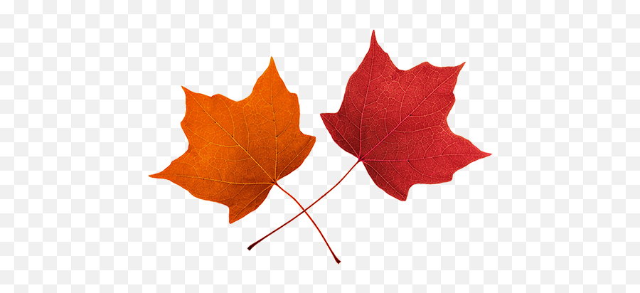 Fall Leaves Clip Art Beautiful Autumn - Orange And Red Leave Emoji,Fall Leaf Emoji
