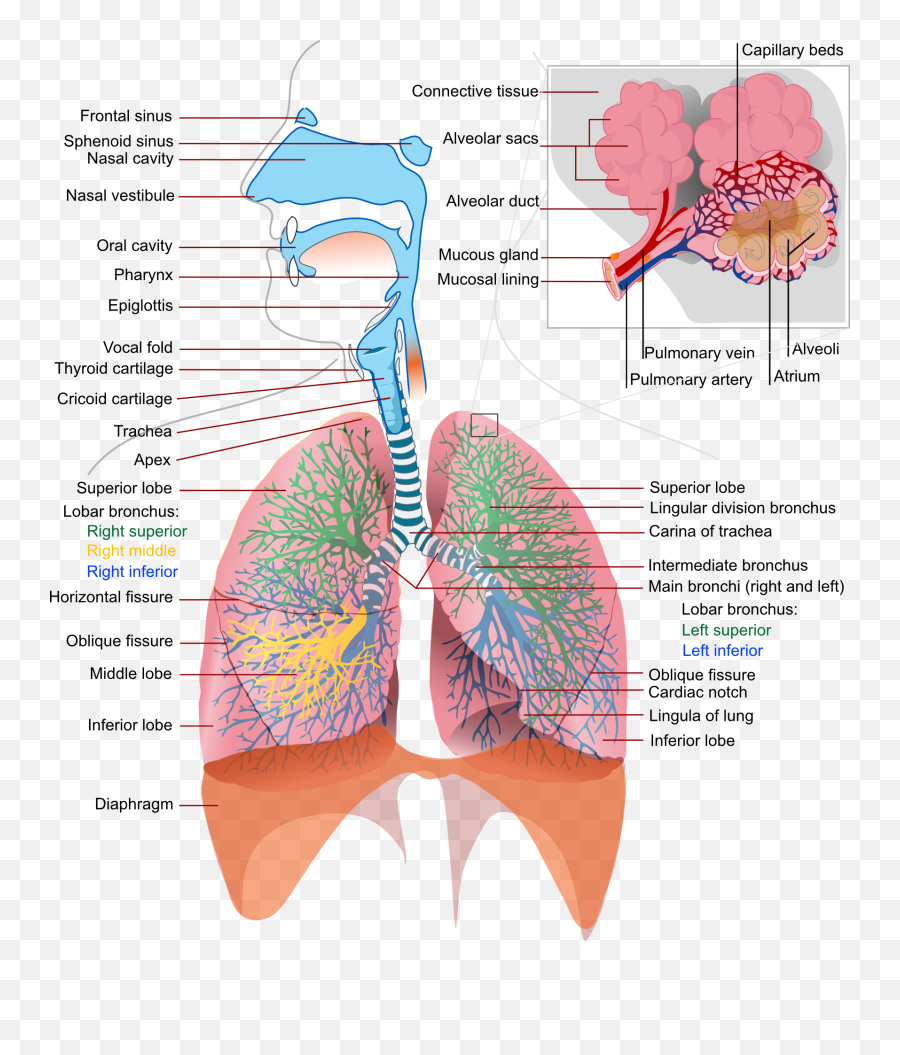 Integrating The Traditional Chinese Theory And Treatment Of - Respiratory System Diagram Emoji,Kidney Emotion