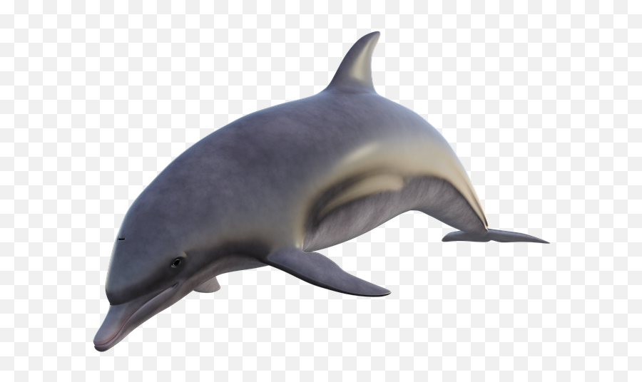 The Most Edited - Fish Dalfon Png Emoji,Dolphin Emoji Pillow